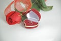 Wedding rings and red rose on white background.photo with copy space Royalty Free Stock Photo