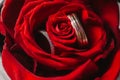 Wedding rings in the red rosebud closeup