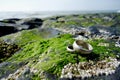 Wedding rings on rocks and shells at the North Sea coast outdoors with copy space Royalty Free Stock Photo