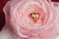 Wedding rings in rose flavers day gold Royalty Free Stock Photo