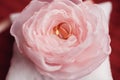 Wedding rings in rose flavers day Royalty Free Stock Photo