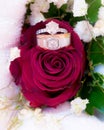 Wedding rings on a rose flowers. Royalty Free Stock Photo