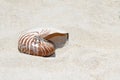 Wedding rings on a shell on beach Royalty Free Stock Photo