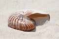 Wedding rings on a shell on beach Royalty Free Stock Photo