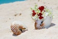 Wedding rings on a shell on beach Royalty Free Stock Photo