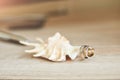 Wedding rings, shell and decoration Royalty Free Stock Photo