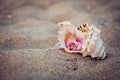 Wedding rings in a shell on sea coast Royalty Free Stock Photo