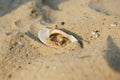 Wedding rings in a shell Royalty Free Stock Photo