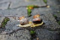 Wedding rings on snails. Snails kiss. Royalty Free Stock Photo