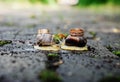 Wedding rings on snails. Snails kiss. Royalty Free Stock Photo