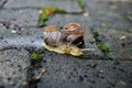 Wedding rings on snails. Snails kiss. Royalty Free Stock Photo