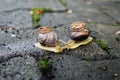 Wedding rings on snails. Snails kiss. Royalty Free Stock Photo