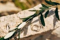 Wedding rings on the stone and the olive branch Royalty Free Stock Photo