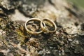 Wedding rings on tree bark Royalty Free Stock Photo