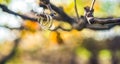 Wedding rings on a tree branch. Royalty Free Stock Photo