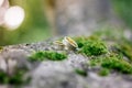 wedding rings on tree with green moss.