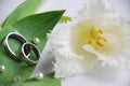 Wedding rings and tulip Royalty Free Stock Photo
