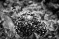 Wedding rings on a Turkish carnation