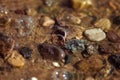 Wedding rings in water with stones Royalty Free Stock Photo