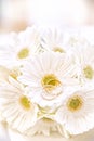 Wedding Rings on white Flowers Royalty Free Stock Photo