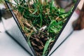 Wedding rings from white gold in a glass box filled with moss, g Royalty Free Stock Photo