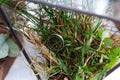 Wedding rings from white gold in a glass box filled with moss, greenery and grass. Details and decor of rustic ceremony Royalty Free Stock Photo