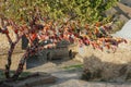 Wedding rite tree in Sudak, Crimea