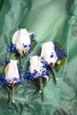 Wedding roses and blue baby breath