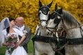 Wedding series, carriage Royalty Free Stock Photo