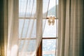 Wedding shoes of the bride at a window. Royalty Free Stock Photo