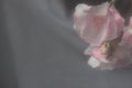 Wedding, Shower, or Sympathy Border with Oleander Blossom