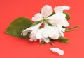 Wedding or spring concept. Branch with delicate pear flowers, red background, close-up