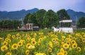 Wedding Studios in Sunflower Fields