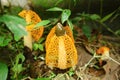 wedding veil mushroom plant is categorized as a rare plant