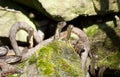 Wedding water snakes (Natrix tessellata). Royalty Free Stock Photo