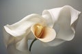 Wedding white beauty nature calla flora fragility pure flower lily blossom plant Royalty Free Stock Photo
