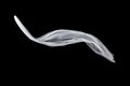 Wedding white Bridal veil isolated on black background. veil flutters in the wind Royalty Free Stock Photo