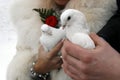 Wedding white pigeons Royalty Free Stock Photo