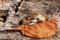 Weddings rings aranged in nature