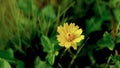 Wedelia chinensis Osbeck. Merr.Yellow Flower