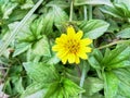 The Wedelia chinensis plant has small yellow flowers which are often found in tropical climates