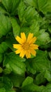 wedelia flower, is a plant in the Heliantheae tribe of the Asteraceae family.