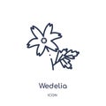 Wedelia icon from nature outline collection. Thin line wedelia icon isolated on white background