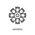 Wedelia icon. Trendy modern flat linear vector Wedelia icon on w