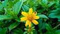 WEDELIA or Sphagneticola trilobata flower