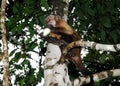 Wedge-capped capuchin