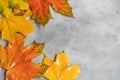 Wedge fallen leaves on a gray stone background. Backgrounds, textures. Autumn concept