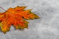 Wedge fallen leaves on a gray stone background. Backgrounds, textures. Autumn concept