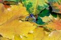 Wedge fallen leaves on a gray stone background. Backgrounds, textures. Autumn concept