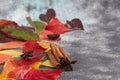 Wedge fallen leaves on a gray stone background. Backgrounds, textures. Autumn concept